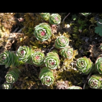 Rhodiola Rosea (fam Crassulacees) (Europe, Asie boreale) (02)